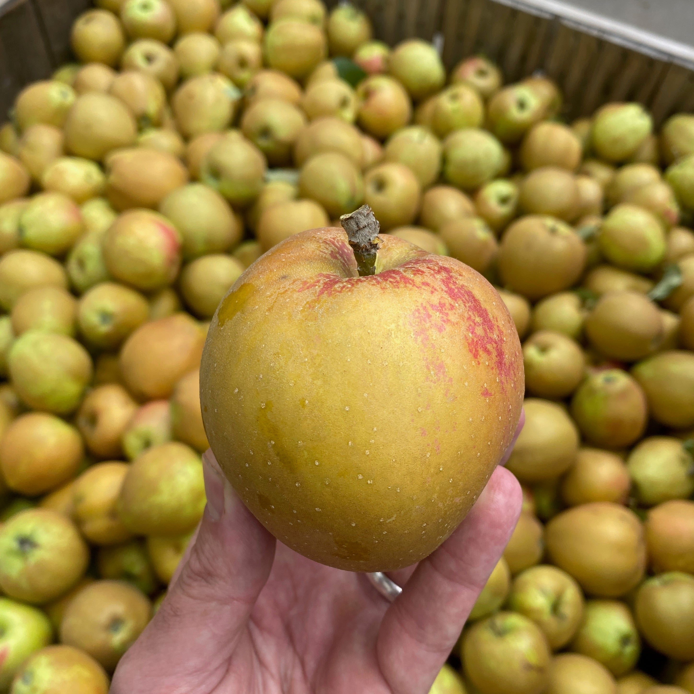 Hudson's Golden Gem- bare root heirloom apple tree