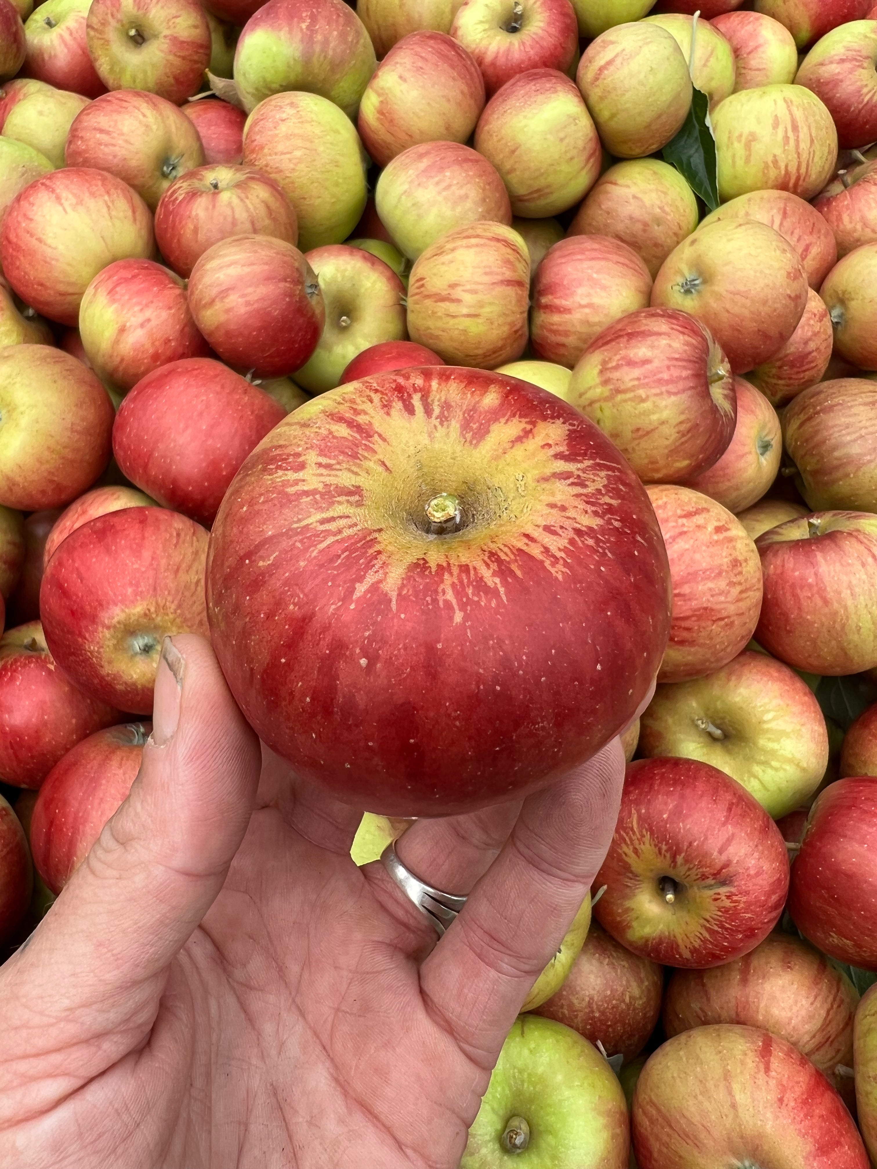 Cox's Orange Pippin - bare root heirloom apple tree