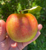 Belle de Boskoop - bare root heirloom apple tree