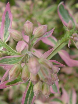 Stairway to Heaven Jacobs Ladder (Polemonium)- 1 Gallon Pot