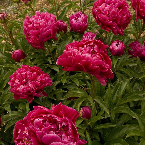 Karl Rosenfield Double Peony (Paeonia)- 3 Gallon Pot