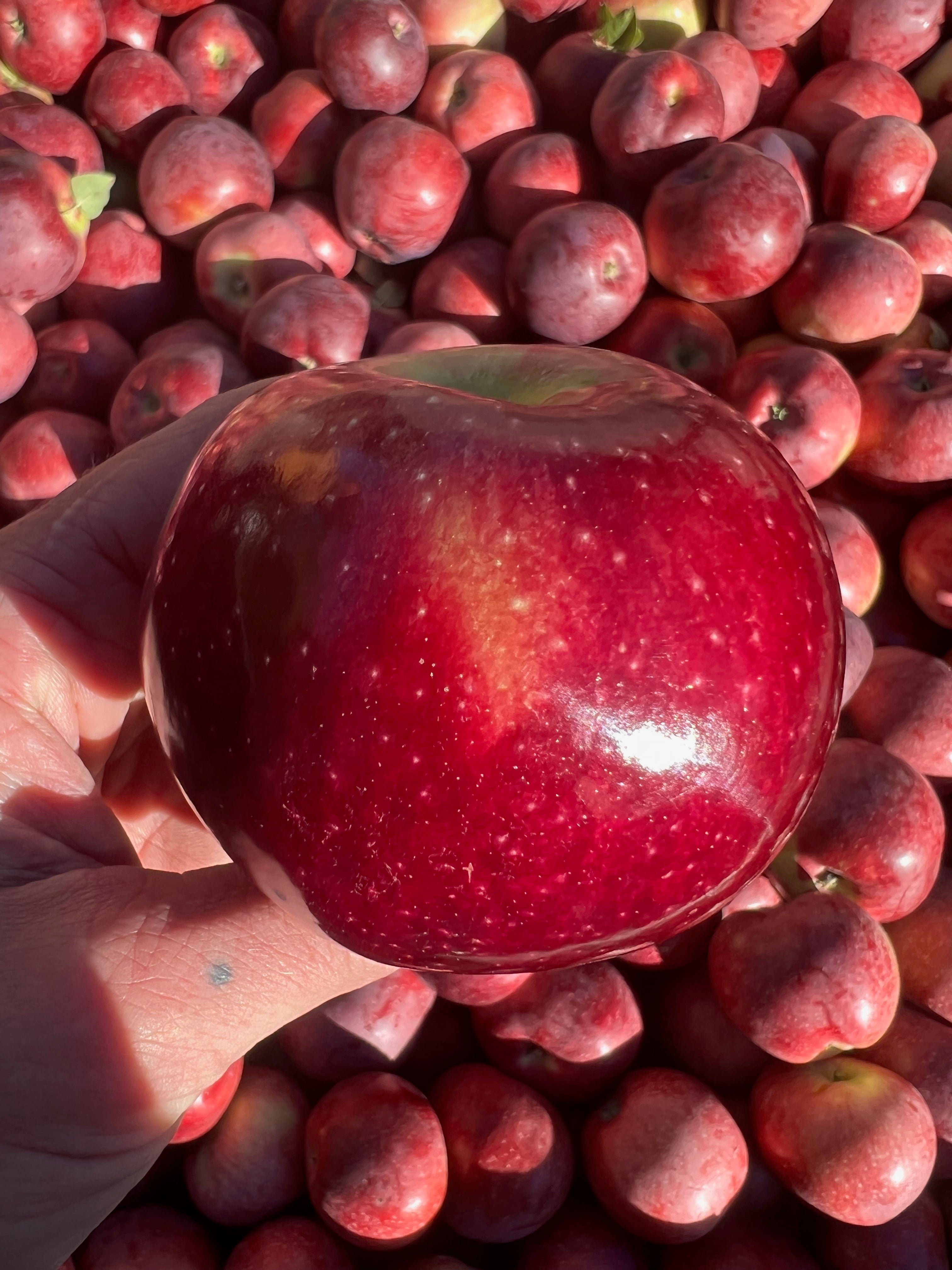 Macoun - Apple Tree - 2 Year Old Bare Root