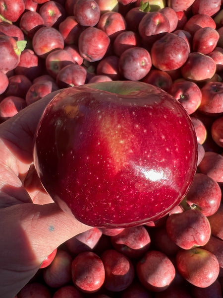 Macoun - Apple Tree - 2 Year Old Bare Root