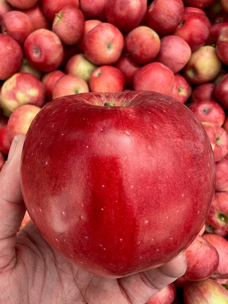 Northern Spy - bare root heirloom apple tree