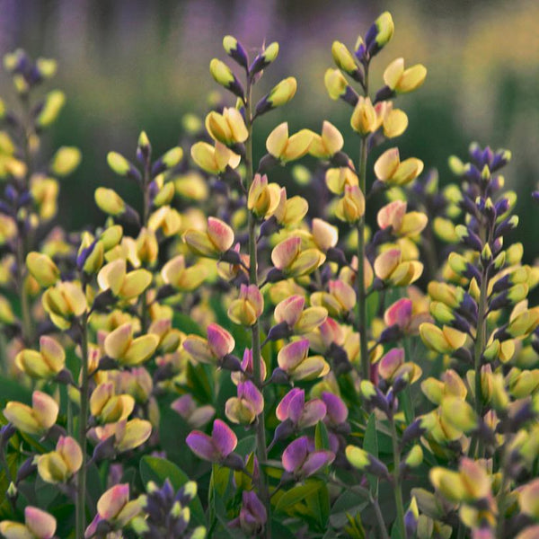 Baptisia hybrid Decadence® Deluxe Pink Lemonade- 1 Gallon Pot