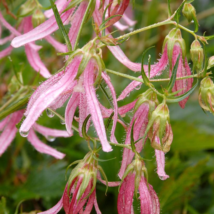 Pink Octopus Bellflower (Campanula)- 1 Gallon Pot