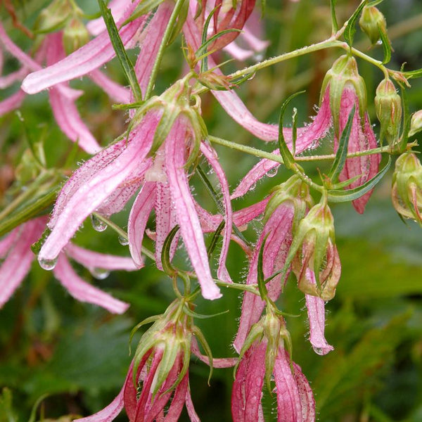 Pink Octopus Bellflower (Campanula)- 1 Gallon Pot