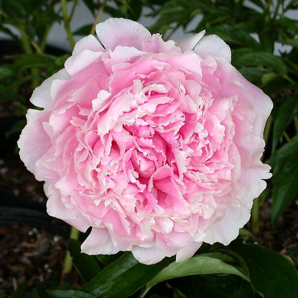 Pink Sarah Bernhardt Peony (Paeonia)- 3 Gallon Pot