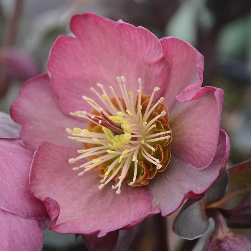 Pippa's Purple Lenten Rose (Helleborus x Frostkiss)- 8" Pot