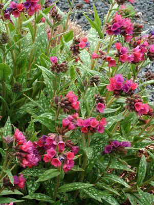 Raspberry Splash Lungwort (Pulmonaria)- 1 Gallon Pot