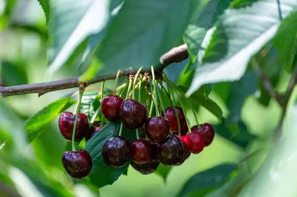 Cherry Tree - Regina - Potted