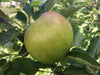 Rhode Island Greening - heirloom apple tree