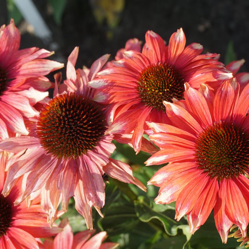 Echinacea Fine Feathered™ 'Scarlet Ibis'- 8" Pot