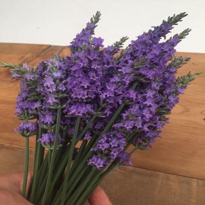 Sensational!™ Lavender (Lavandula)- 2 Gallon Pot