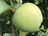 Yellow Transparent - potted heirloom apple tree