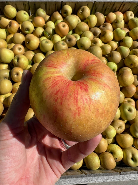 Zabergau - bare root heirloom apple tree