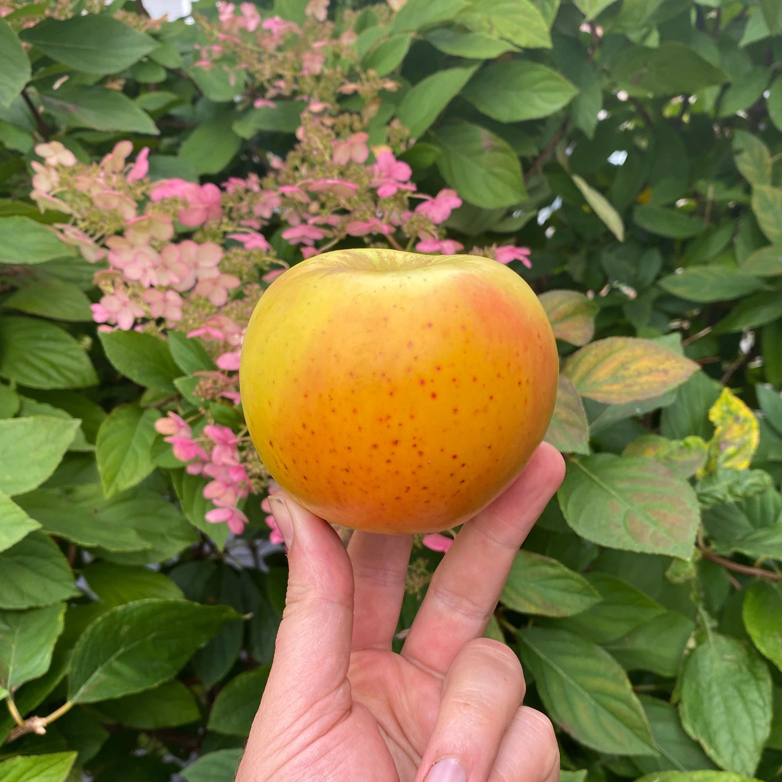 Zitronapfel - potted heirloom apple tree