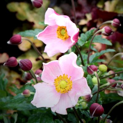 Satin Doll "Blush" - Anemone