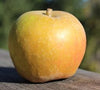 Ashmead's Kernel - heirloom apple tree