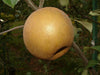 Ashmead's Kernel - heirloom apple tree