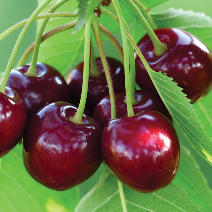 Cherry Tree - Benton - Potted