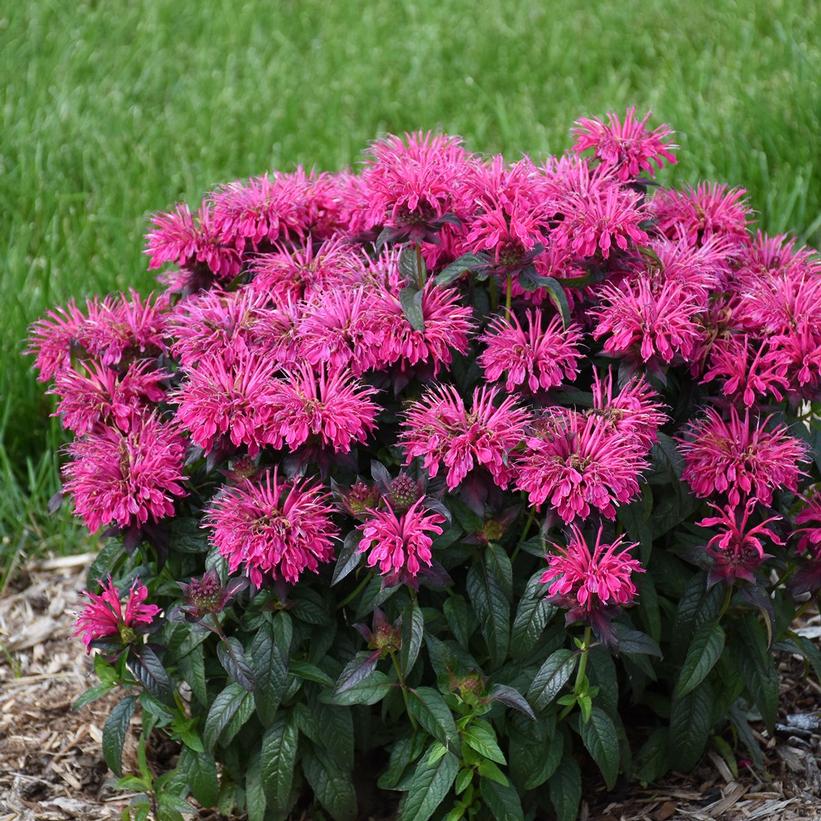 Berry Taffy - Bee Balm