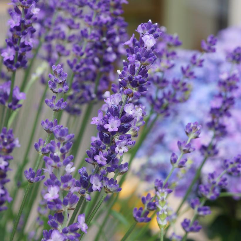 Big Time Blue Lavender (Lavandula Angustifolia)- 1 Gallon Pot