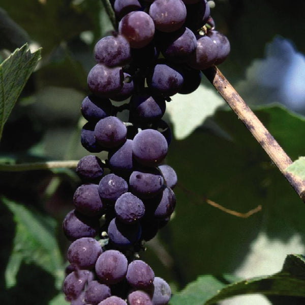 Grapes - Canadice (Seedless) - 2 gallon Pot