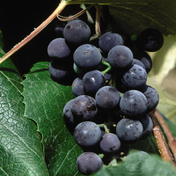 Grapes - Concord (Seedless) - 2 gallon pot