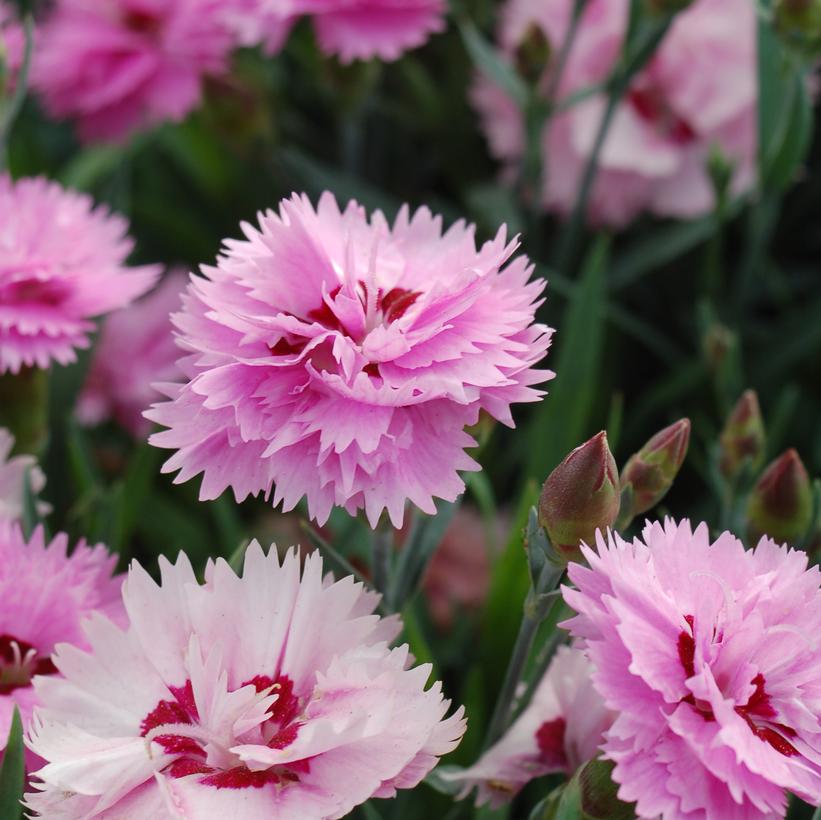 Everlast Lavender Eye - Dianthus