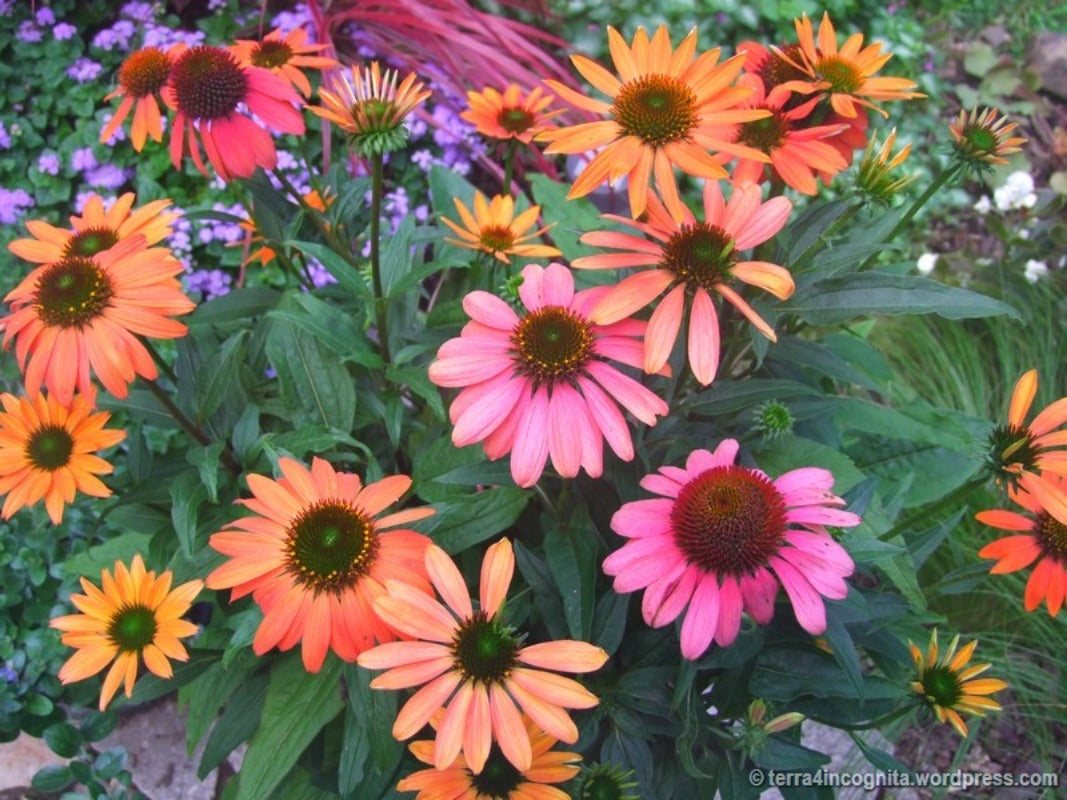 Cheyenne Spirit - Echinacea