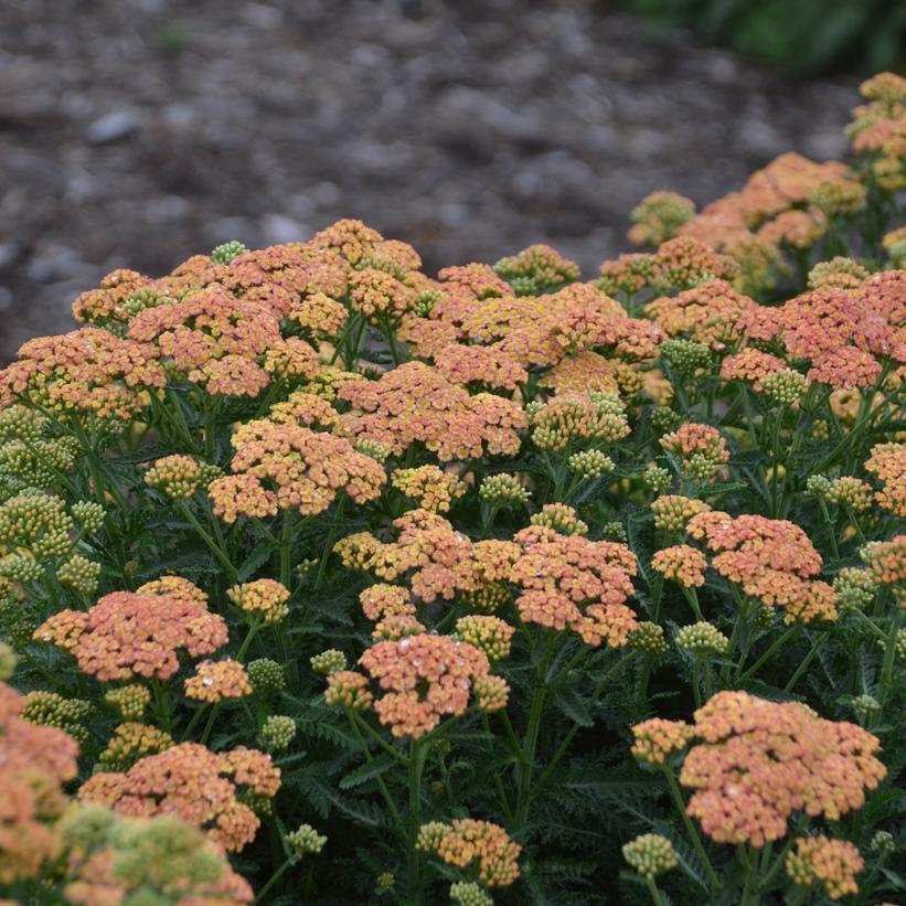 Firefly Peach Sky - Yarrow