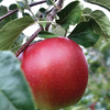 Hubbardston Nonesuch - bare root heirloom apple tree