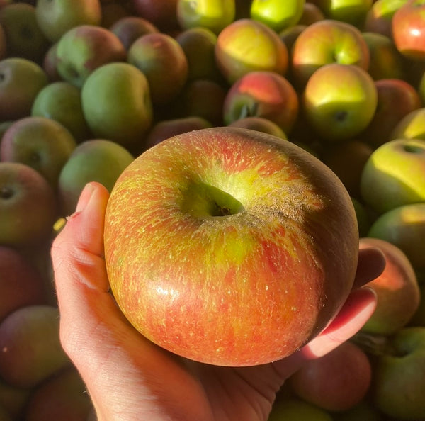 Bramley's Seedling - bare root heirloom apple tree