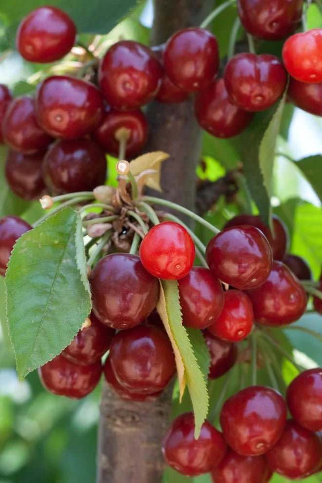 Cherry Tree - Kristin - Bare Root