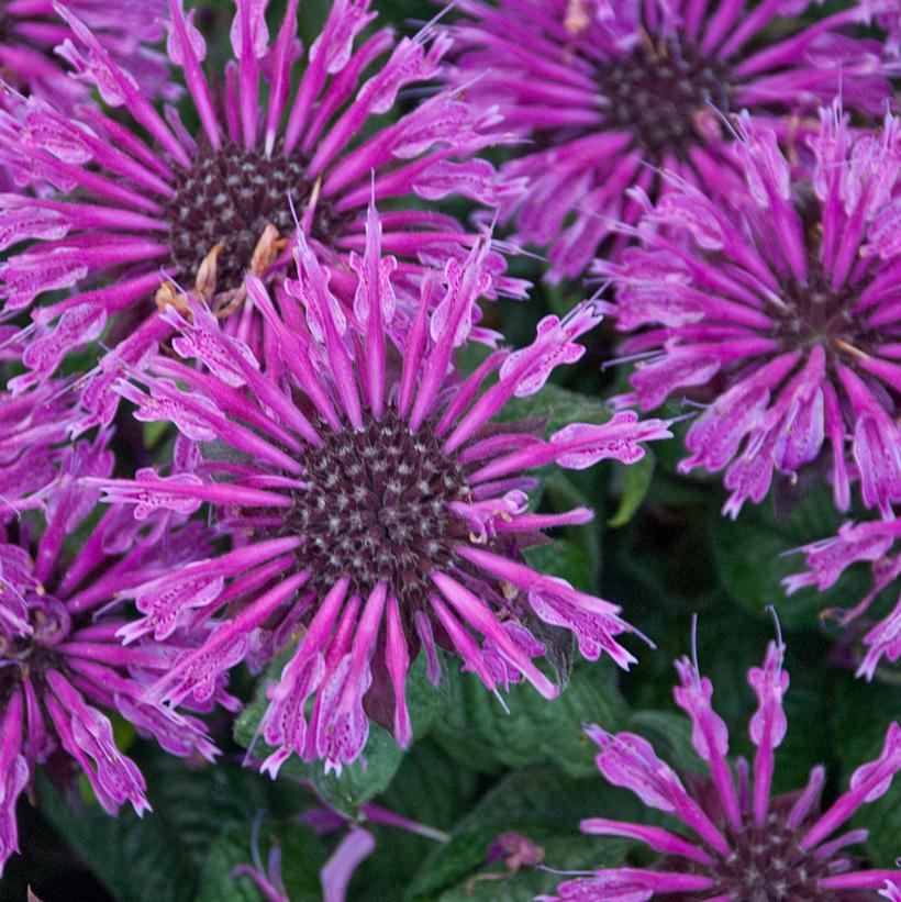 Leading Lady Plum - Bee Balm