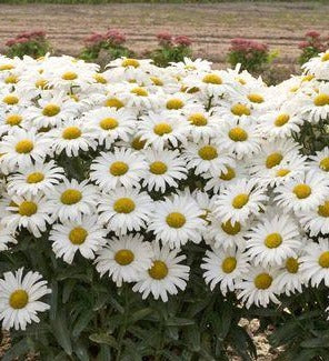 Daisy May - Leucanthemum