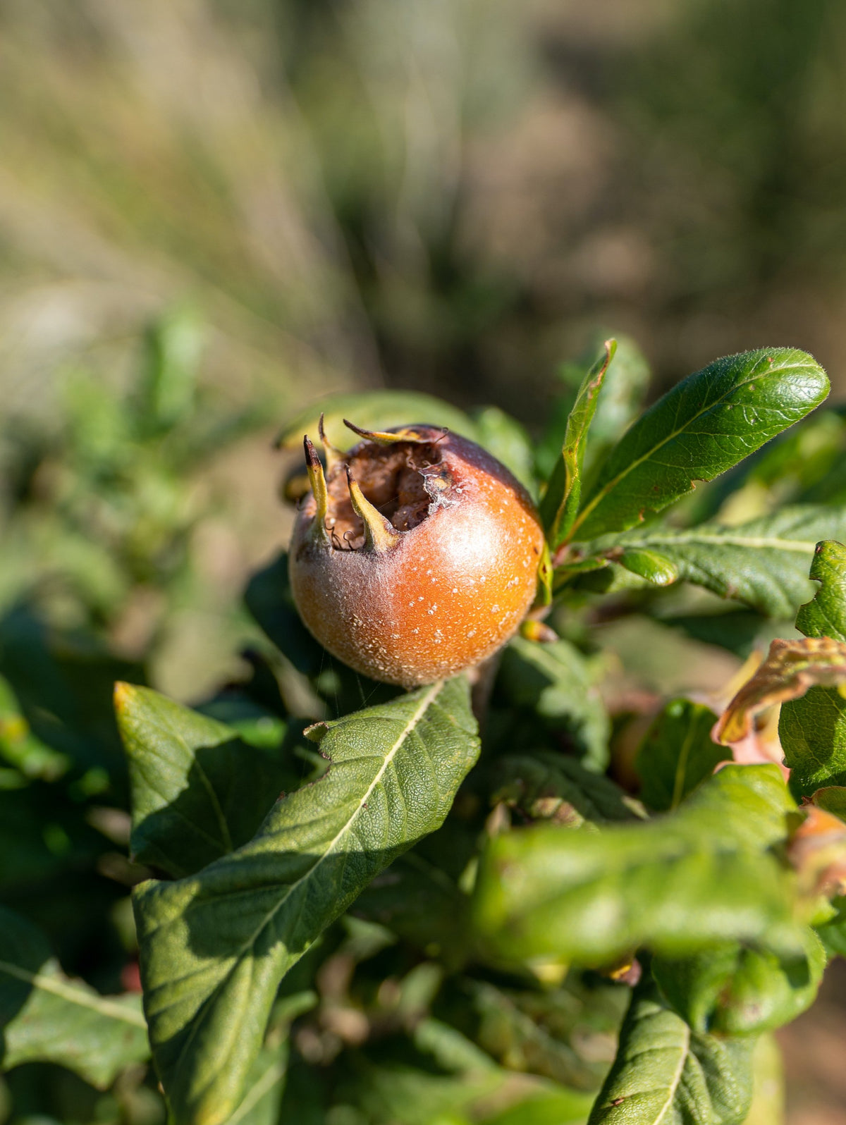 Breda Giant - Medlar