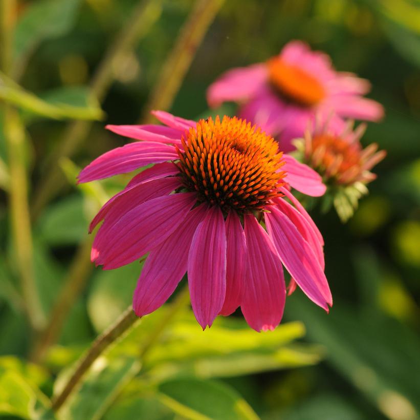 Pow Wow Wildberry - Echinacea