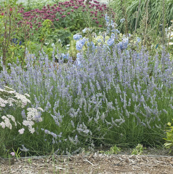 Provence Lavender (Lavandula x Intermedia Provence)- 2 Gallon Pot