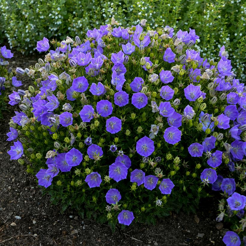 Rapido Blue - Campanula carpatica