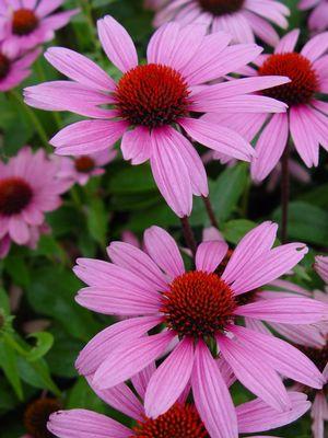 Ruby Star - Echinacea