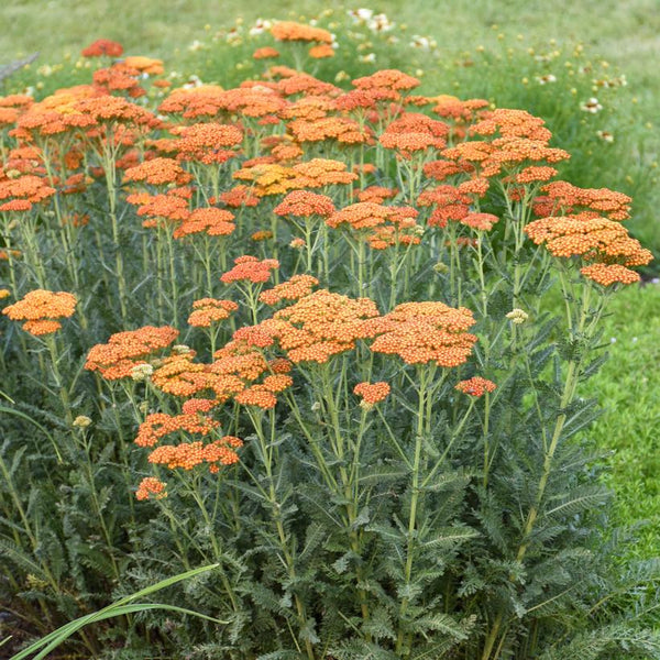 Sassy Summer Sunset - Yarrow