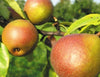 Pear Tree - Seckel - Potted and Bare Root