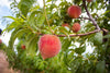 Peach Tree - Starfire - Potted and Bare Root