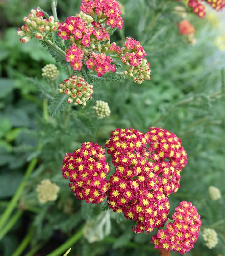 Strawberry Seduction - Yarrow