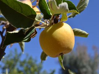 Yellow Transparent Apples