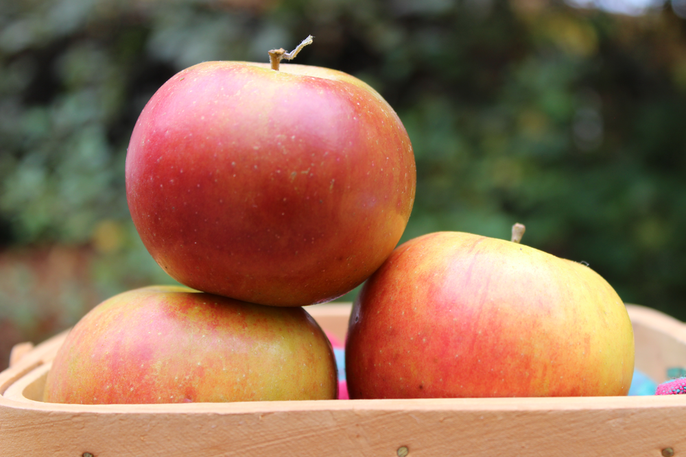 Scott Farm Orchard