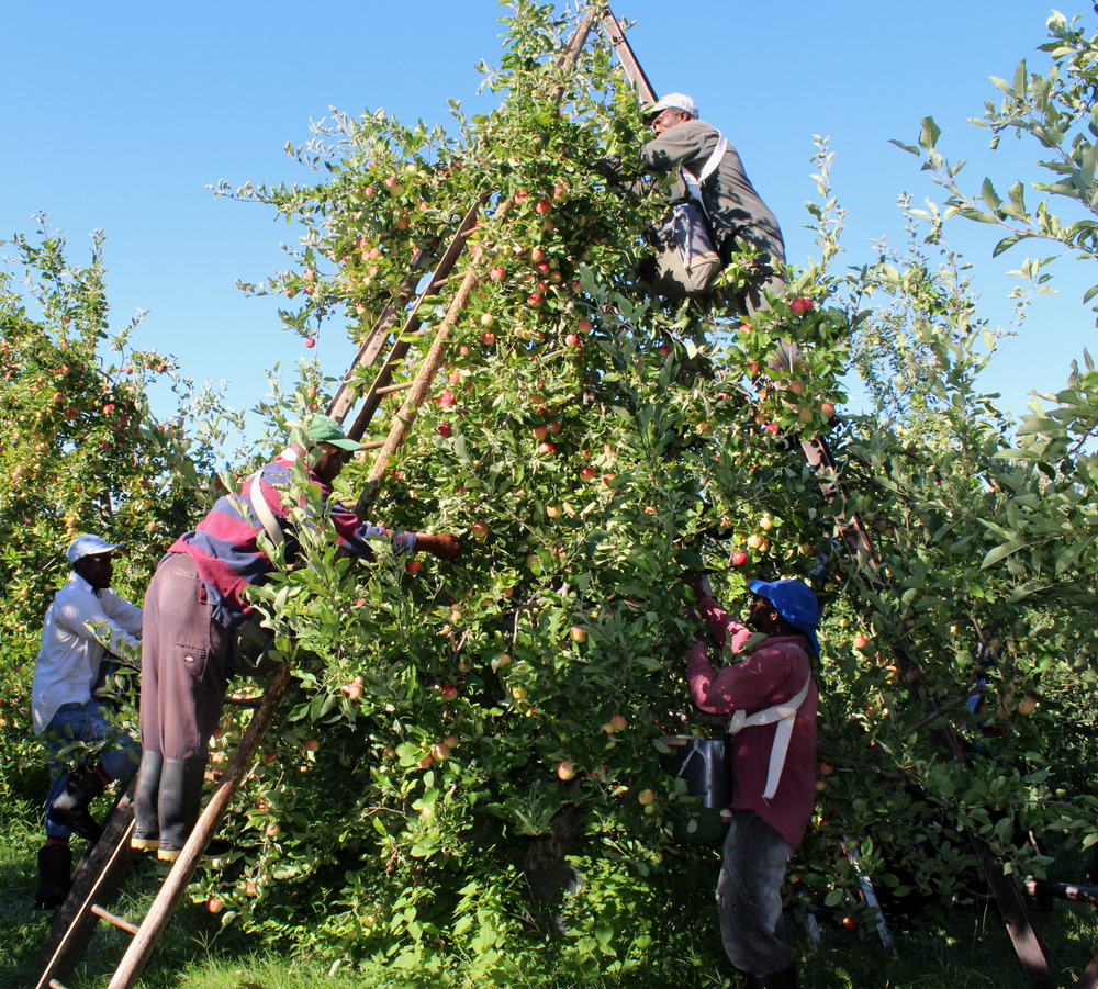 Scott Farm Orchard